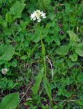 Traunsteinera sphaerica. Цветущее растение. Адыгея, Фишт-Оштеновский массив, гора Оштен, ≈ 2200 м н.у.м., субальпийский луг. 06.07.2017.