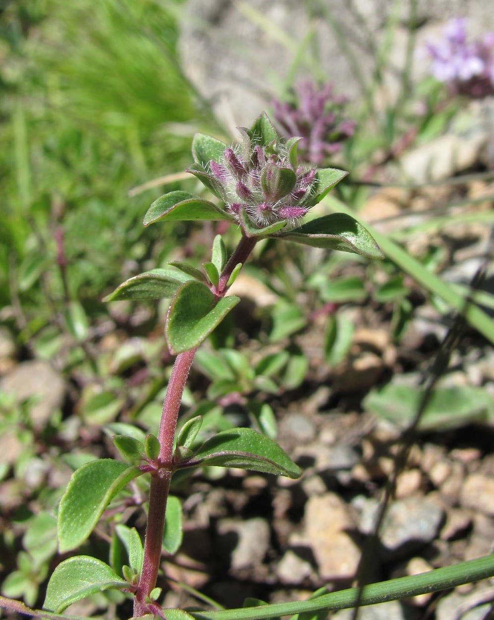 Изображение особи Ziziphora puschkinii.