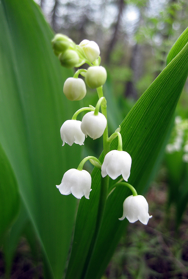 Image of Convallaria majalis specimen.