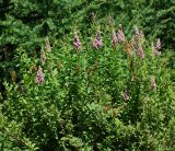 Spiraea × billardii. Цветущее и плодоносящее растение. Восточный Казахстан, г. Усть-Каменогорск, Архитектурно-ландшафтный музей-заповедник, в культуре. 11.07.2017.