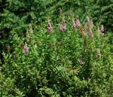 Spiraea &times; billardii