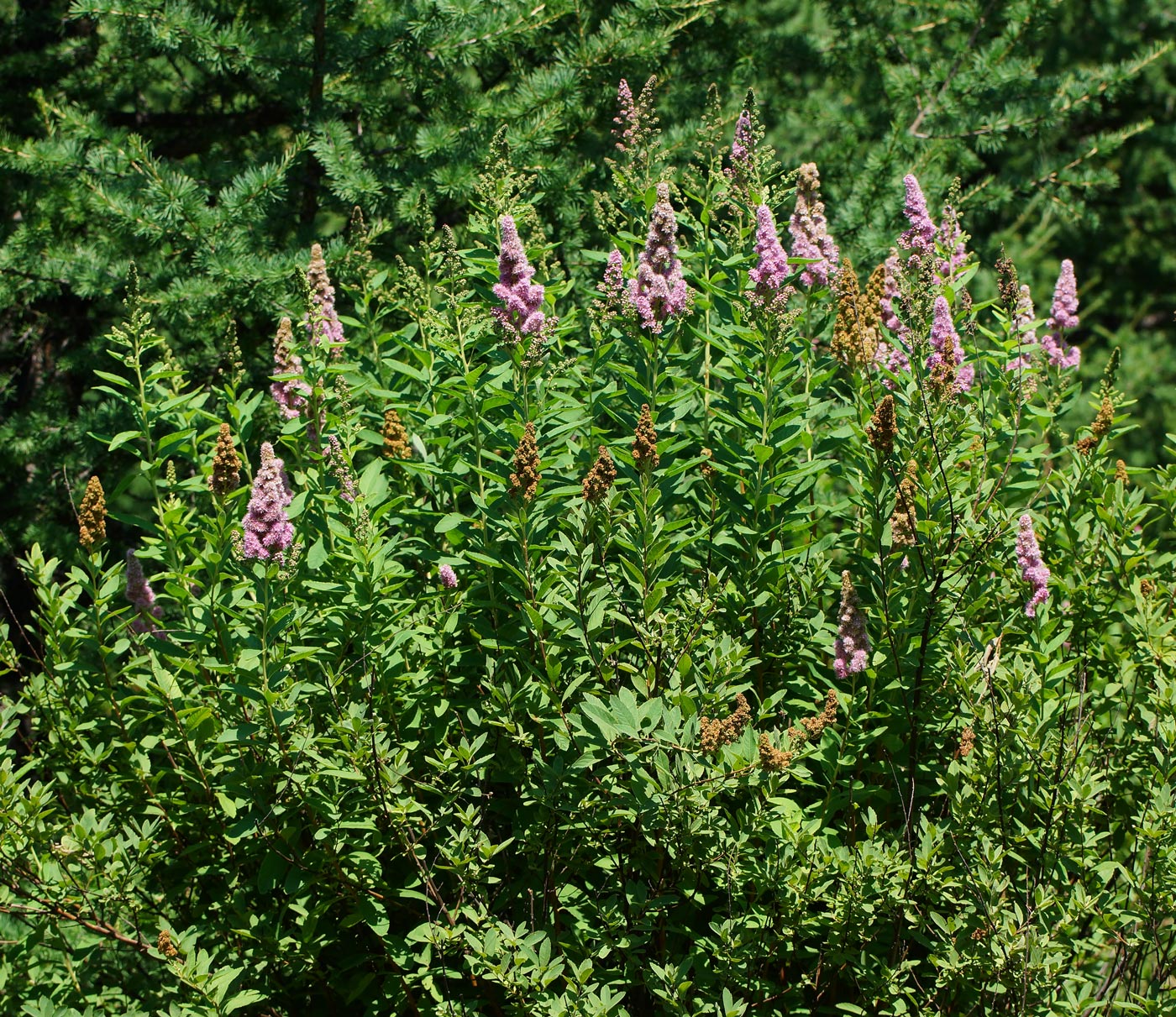 Изображение особи Spiraea &times; billardii.