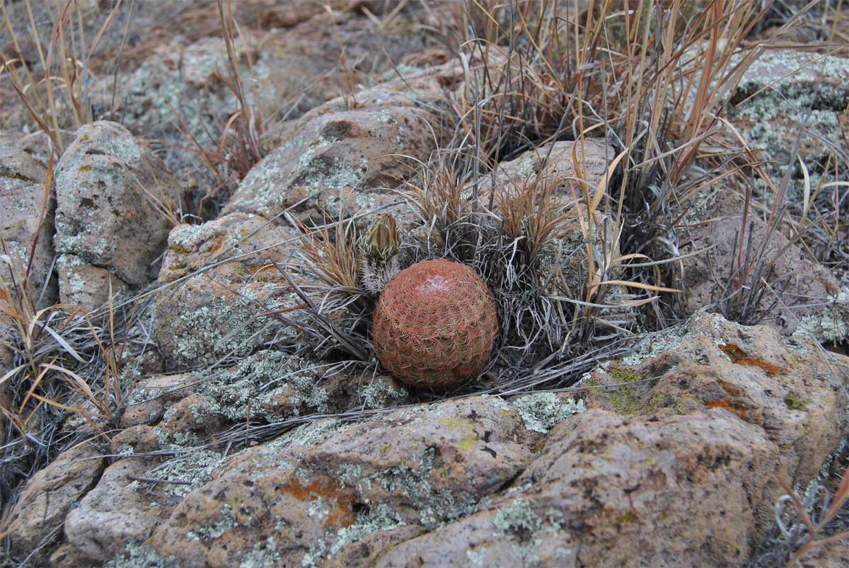 Изображение особи Echinocereus rigidissimus.