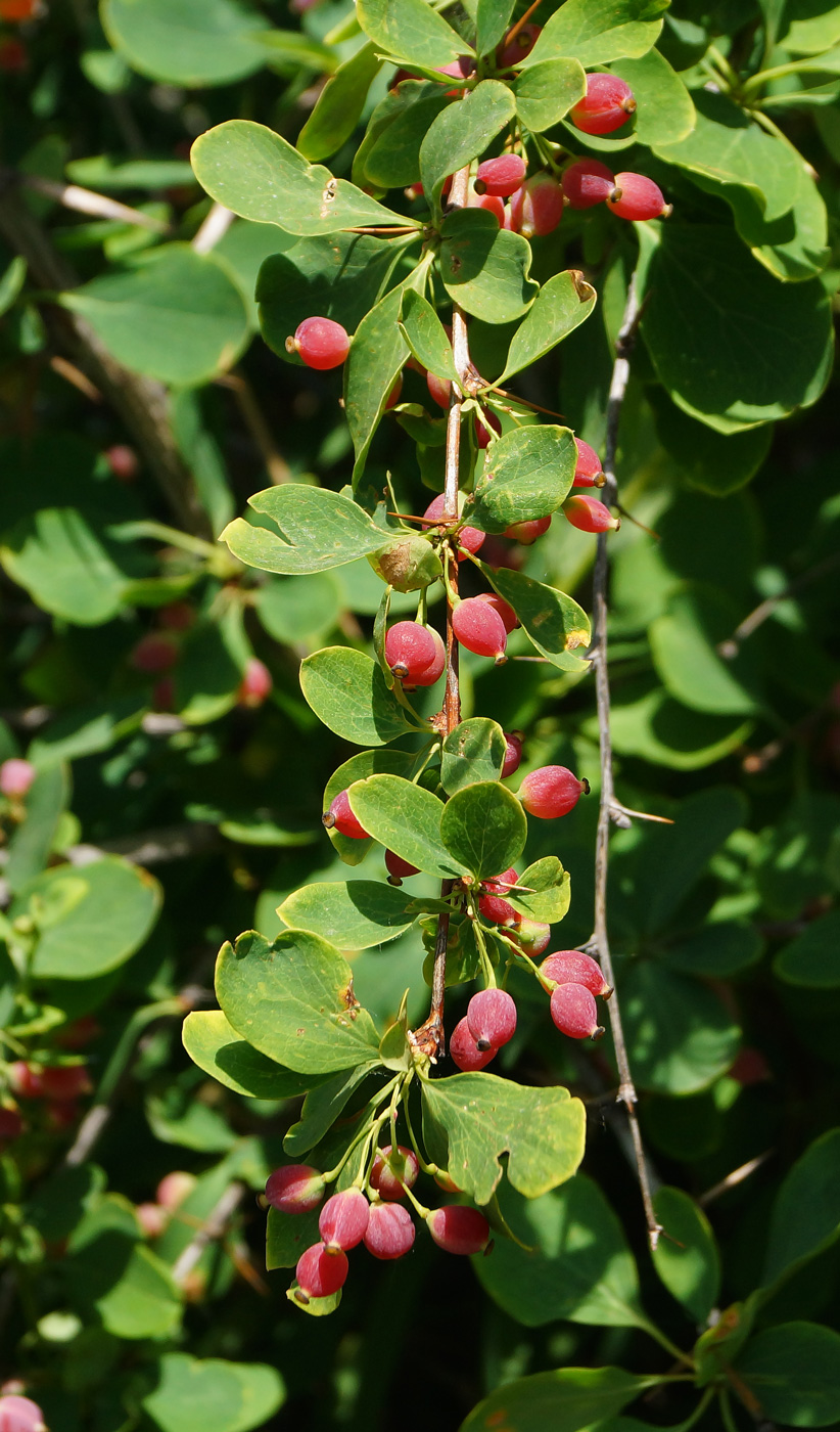 Изображение особи Berberis sphaerocarpa.