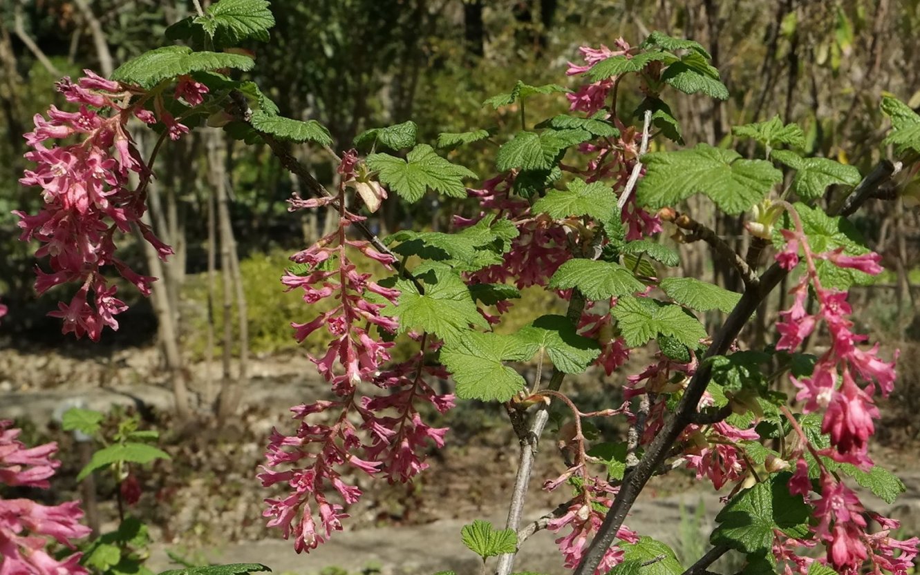 Image of Ribes sanguineum specimen.