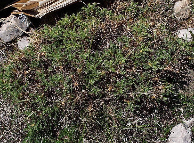 Image of Astragalus denudatus specimen.