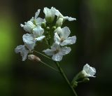 Image of taxon representative. Author is Виталий Гуменюк