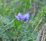 Oxytropis albana