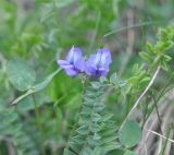 Oxytropis albana. Соцветие и лист. Грузия, Казбегский муниципалитет, окраина с. Степанцминда, зап. склон горы Куро, травянистый склон. 21.05.2018.