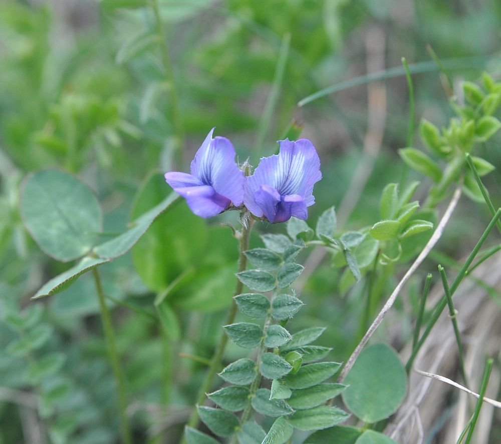 Изображение особи Oxytropis albana.