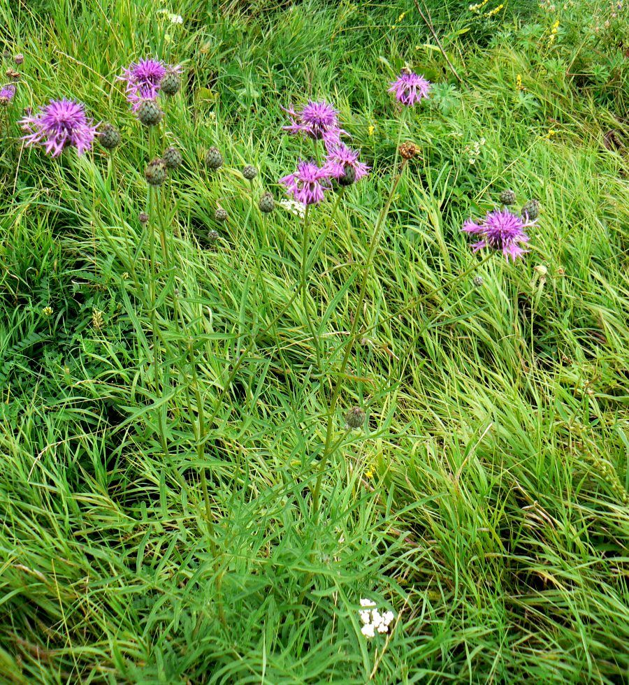 Изображение особи Centaurea scabiosa.