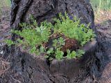 Stellaria media. Цветущие растения, выросшие на обгоревшем пне Pinus sylvestris. Ульяновск, Заволжский р-н, Парк им. 40-летия ВЛКСМ. 24.06.2018.