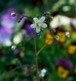 Saxifraga umbrosa