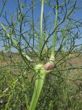 Bilacunaria microcarpos