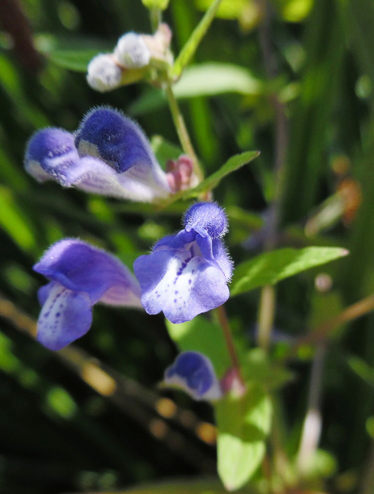 Image of Scutellaria galericulata specimen.