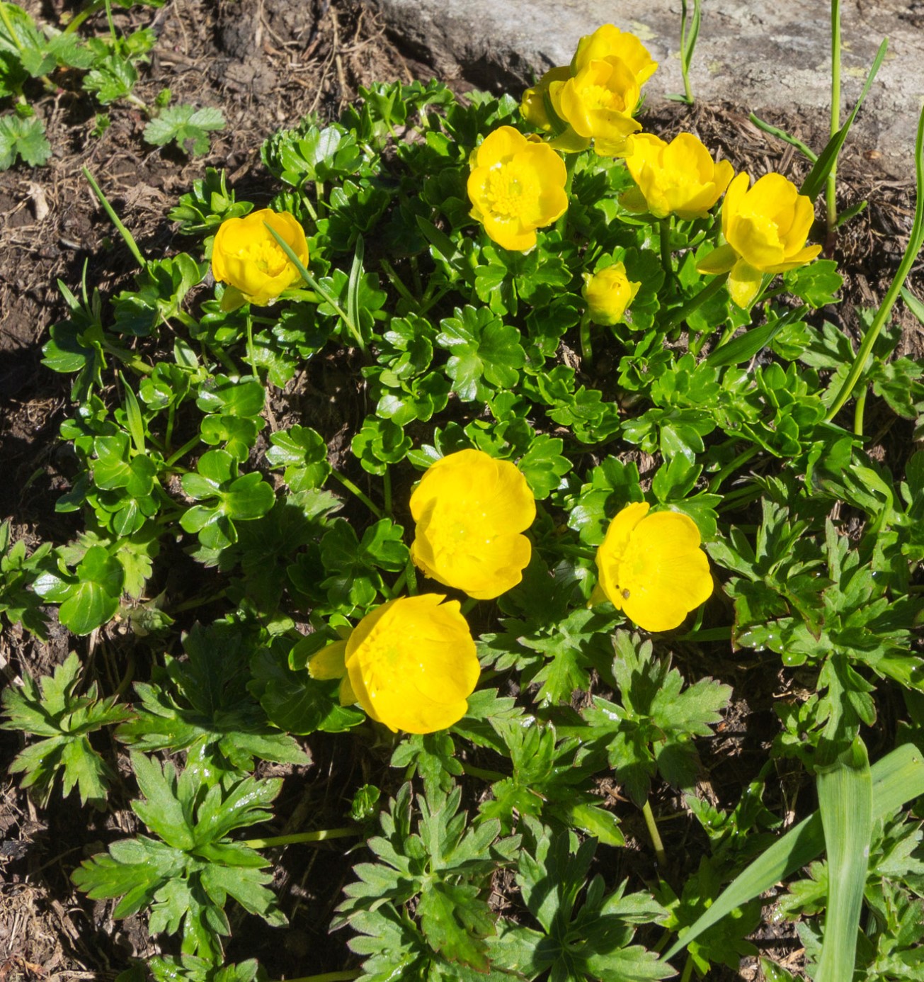 Изображение особи Ranunculus brachylobus.