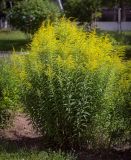 Solidago canadensis