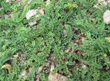 genus Astragalus