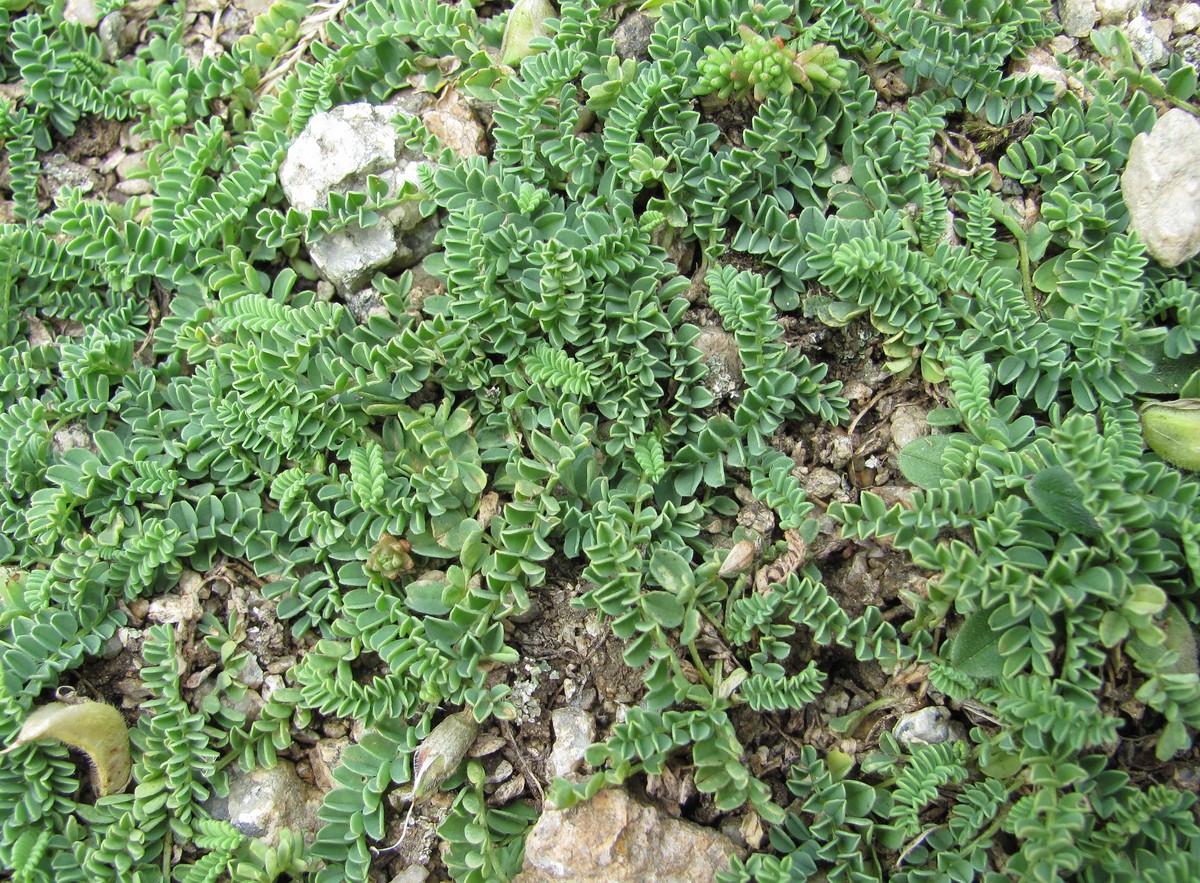 Image of genus Astragalus specimen.