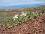 Capparis herbacea. Цветущее растение. Южный Казахстан, вост. предгорья хр. Сырдарьинский Каратау, Закаратауская равнина (возвышенность), сев. побережье оз. Ащиколь, глинисто-каменистая пустыня. 16 мая 2018 г.