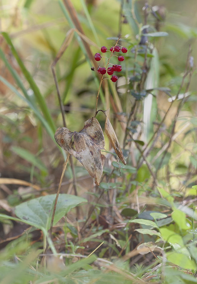 Image of Maianthemum bifolium specimen.