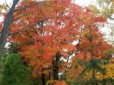 Acer mandshuricum. Группа деревьев с листьями в осенней раскраске. Москва, Воробьёвы горы, Ботанический сад МГУ, альпинарий. 10.10.2018.