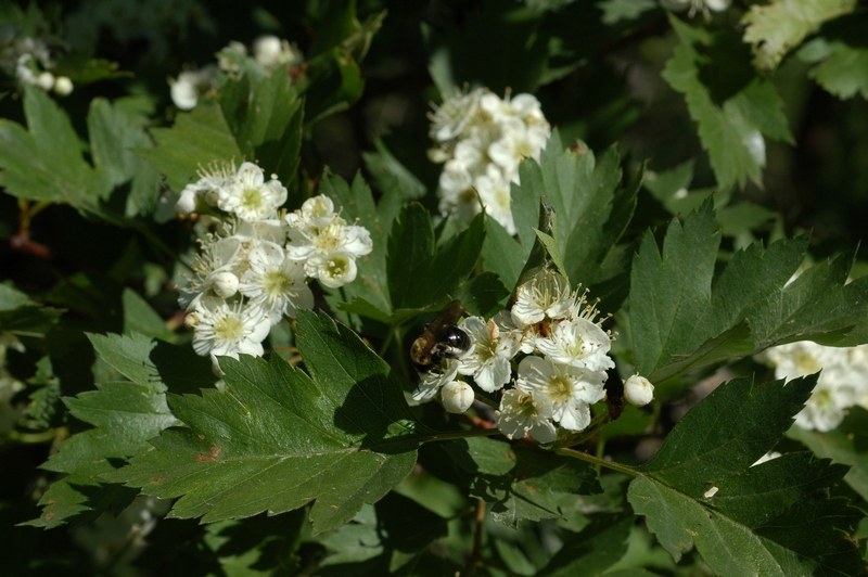 Image of Crataegus korolkowii specimen.