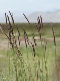 Hordeum turkestanicum. Верхушки побегов с соцветиями. Таджикистан, Горно-Бадахшанская автономная обл., Мургабский р-н, окр. сельской общины (кишлака) Каракуль; Восточный Памир, денудационный шлейф западного макросклона Сарыкольского хребта, восточный берег оз. Каракуль; в поясе гидроморфных гемигалофитнозлаково-галофитноразнотравно-однолетнесолянковых солончаков, выс. 3930 м н.у.м. 16 августа 2018 г.