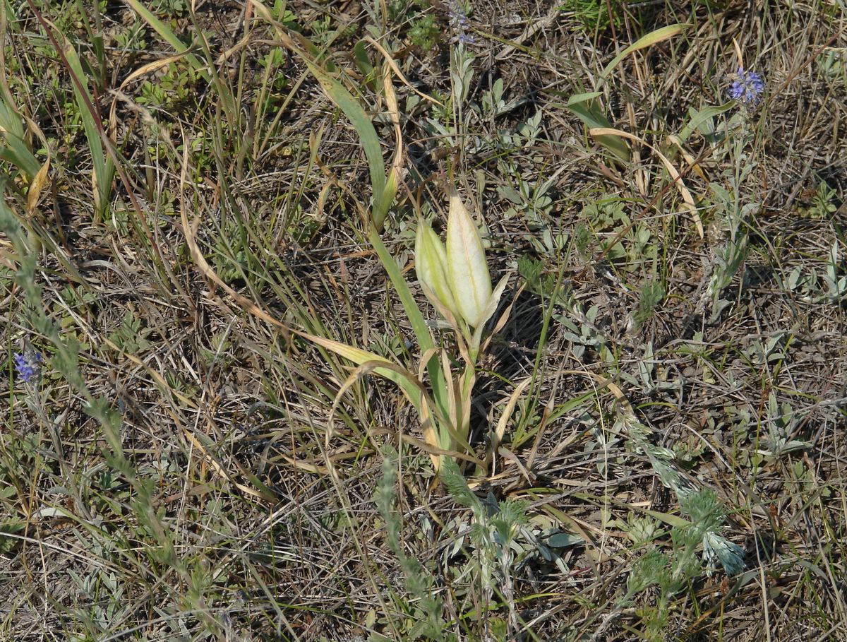 Image of genus Iris specimen.