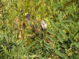 Astragalus neolipskyanus