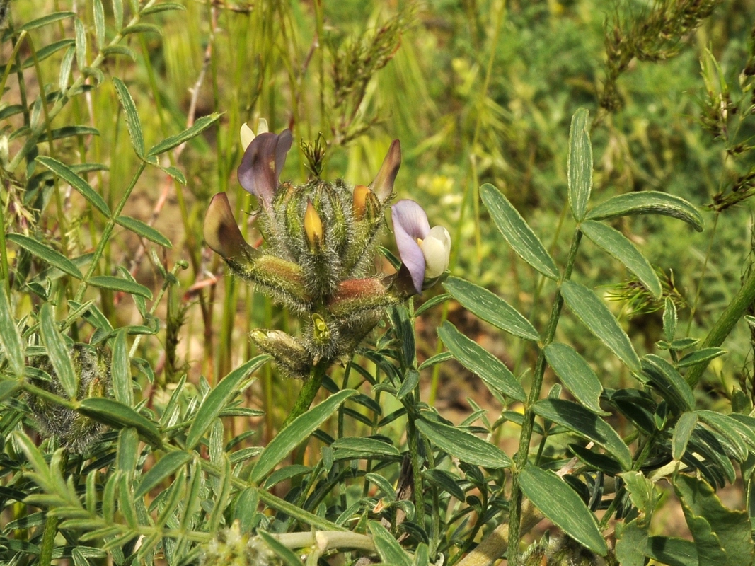 Изображение особи Astragalus neolipskyanus.