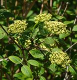 Viburnum lantana. Верхушки веточек с формирующимися соцветиями. Казахстан, Восточно-Казахстанская обл., г. Усть-Каменогорск, Архитектурно-ландшафтный музей-заповедник, в культуре. 20.05.2018.