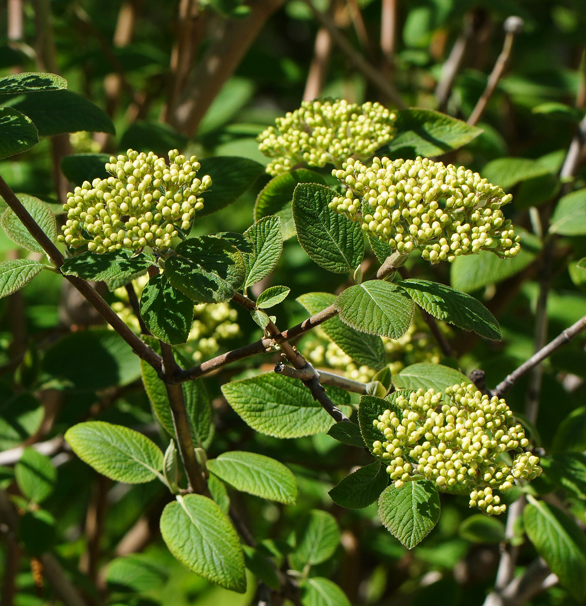 Image of Viburnum lantana specimen.