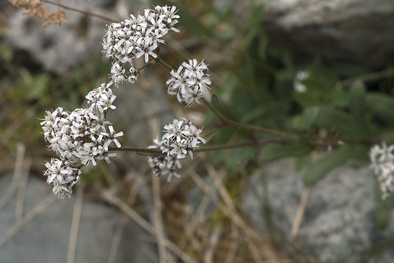 Изображение особи Gypsophila cephalotes.