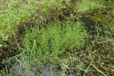 Galium palustre