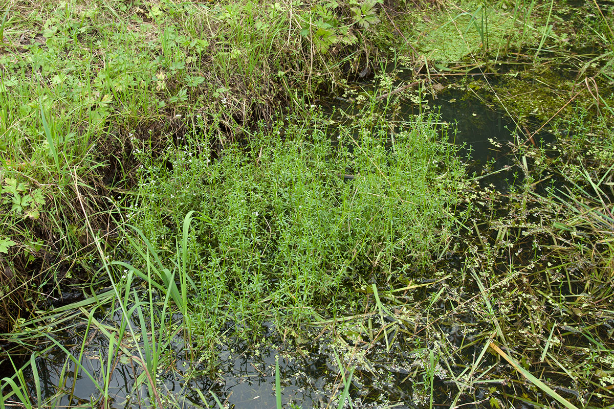 Image of Galium palustre specimen.