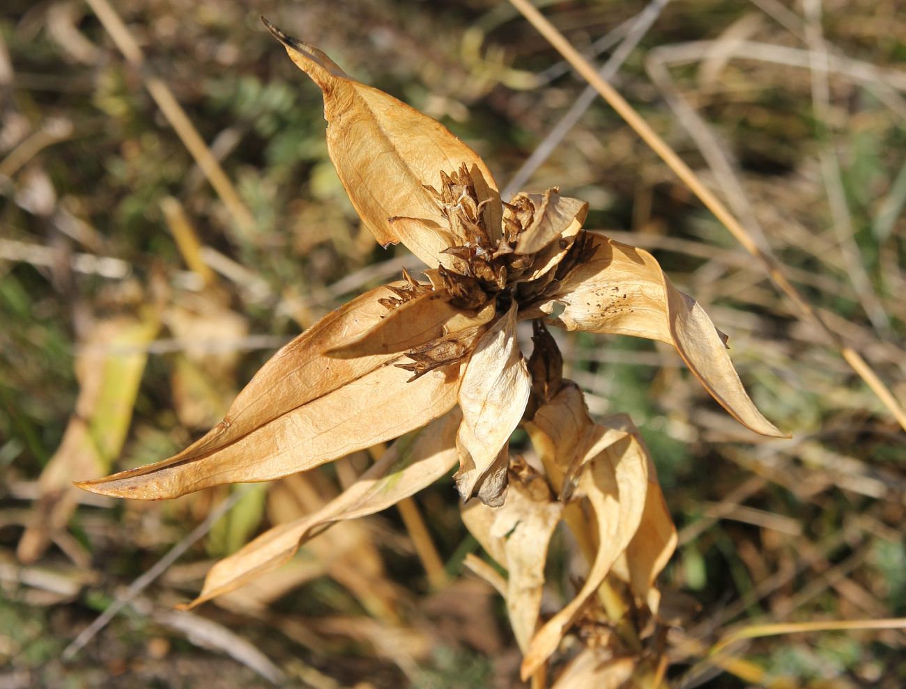 Image of Gentiana cruciata specimen.