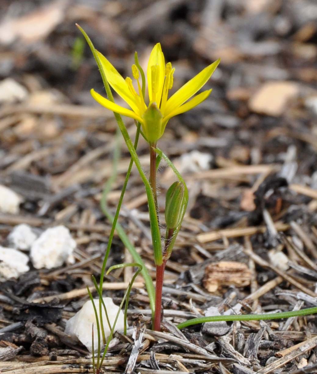 Изображение особи Gagea chlorantha.