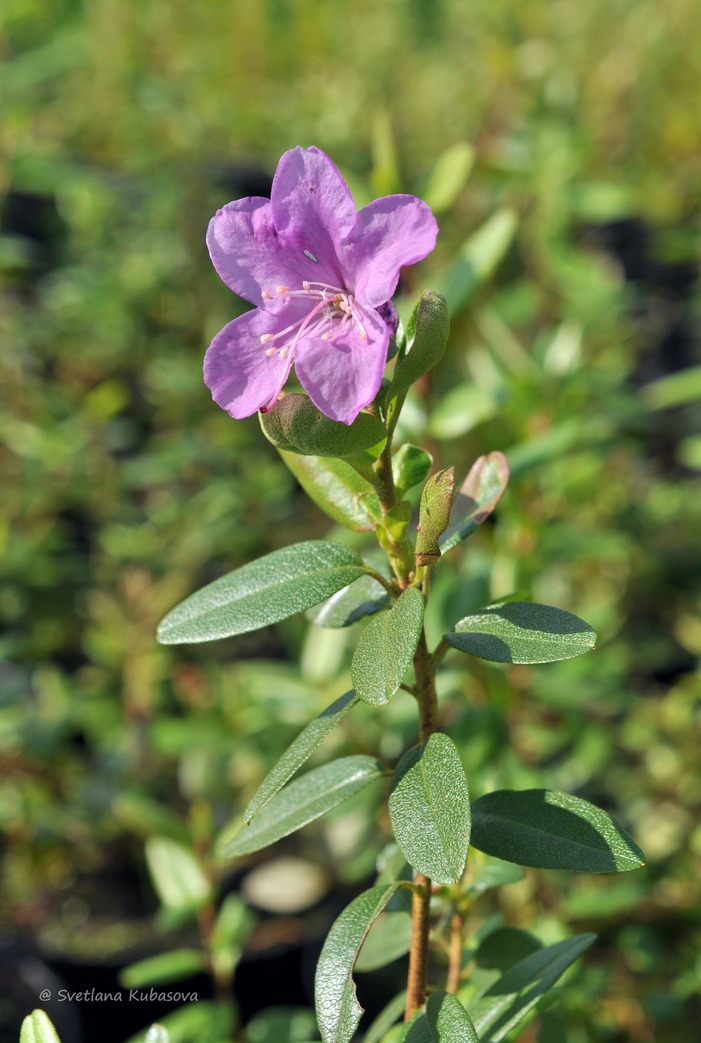 Изображение особи Rhododendron dauricum.