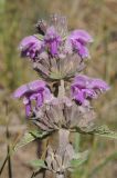 Phlomoides pratensis