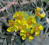 Euphorbia veneris. Соцветие с кормящейся мухой. Республика Кипр, окр. с. Панагия (Παναγιά), Лес Пафоса (Δάσος Πάφου), ≈ 1100 м н.у.м., основание скалы у обочины дороги. 23.02.2019.