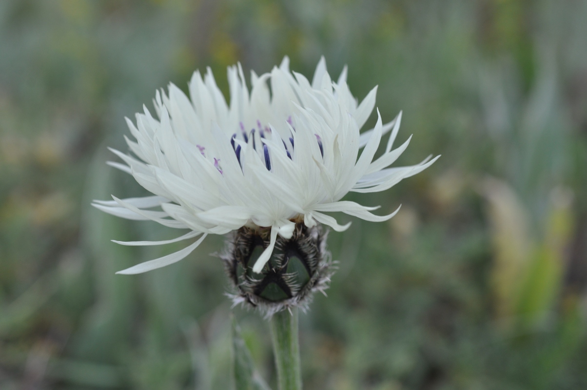 Image of Centaurea cheiranthifolia specimen.