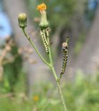 Sonchus arvensis. Верхушка цветущего побега с кормящимися гусеницами. Казахстан, Восточно-Казахстанская обл., Уланский р-н, окр. с. Украинка, луг. 18.08.2010.