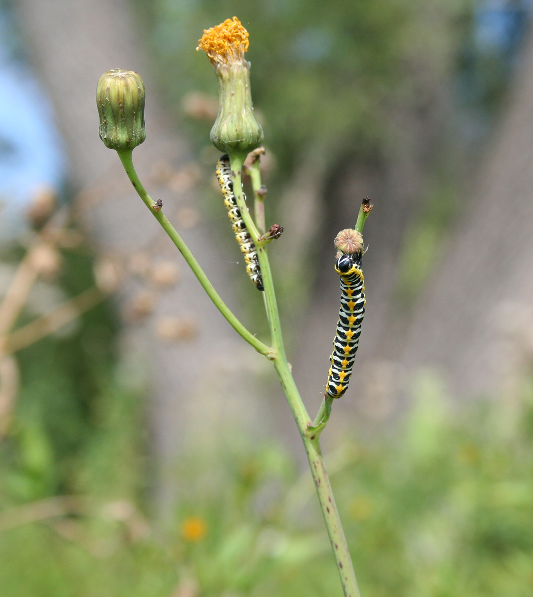 Image of Sonchus arvensis specimen.