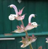 Salvia sclarea