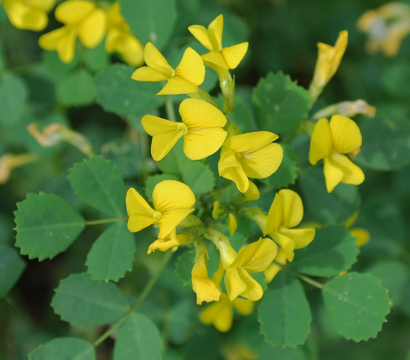 Image of Trigonella grandiflora specimen.