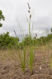 Carex melanostachya