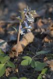 Corydalis ambigua. Цветущее растение. Костромская обл., Судиславский р-н, дер. Антипино, в культуре (происхождение - о-в Сахалин, Томаринский р-н). 25.04.2019.