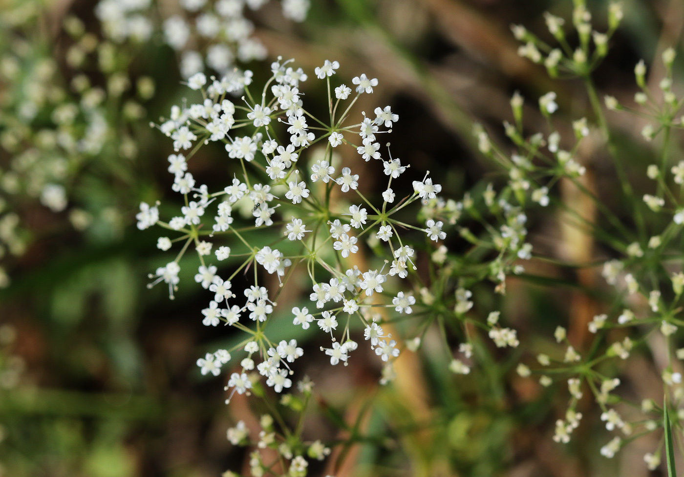 Изображение особи Falcaria vulgaris.