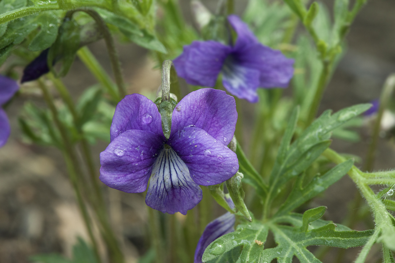 Изображение особи Viola dissecta.